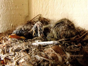 Baby Western Flycatchers 07-24-2013