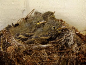 Baby Western Flycatchers 07-28-2013