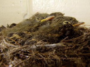 Baby Western Flycatchers 07-28-2013