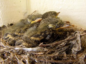 Baby Western Flycatchers 07-28-2013