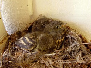 Baby Western Flycatchers 07-29-2013