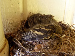 Baby Western Flycatchers 07-29-2013