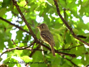 Adult Western Flycatcher 07-30-2013