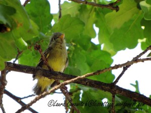 Fledgling Western Flycatcher 07-31-2013