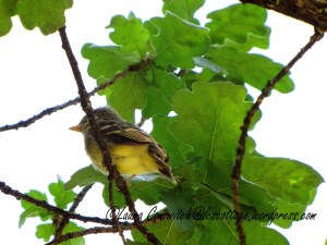 Fledgling Western Flycatcher 07-31-2013