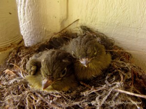 Fledgling Western Flycatchers 07-31-2013