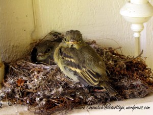 Fledgling Western Flycatchers 07-31-2013