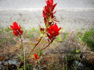 Indian Paintbrush