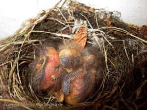 Baby Western Flycatchers 07-18-2013