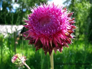 Thistle