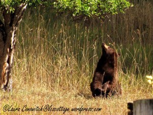 Brown Bear