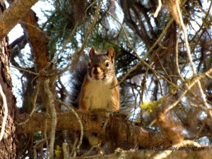 Log Flume Heritage Site