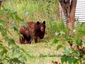 Bear Under Pear Tree