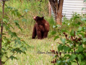 Bear Under Pear Tree