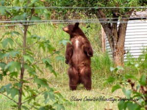 Bear Under Pear Tree