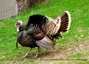 Wild Turkey