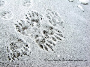 Raccoon vs. Domestic Kitty Tracks | LC's Cottage