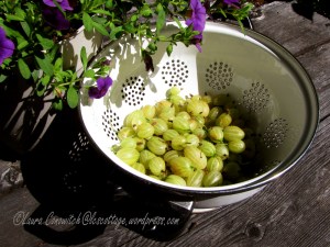 Gooseberries