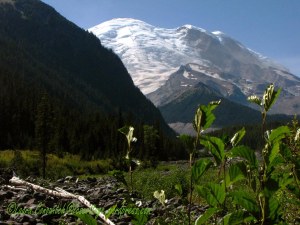 Mt. Rainier