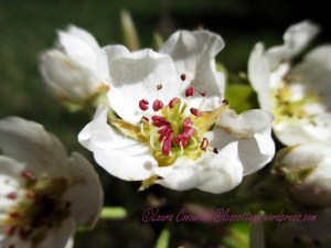 Pear Blossom