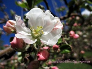 Apple Blossom