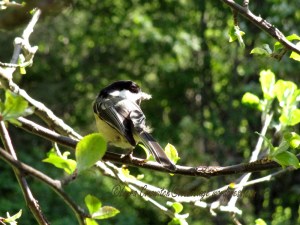 Chickadee