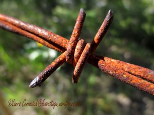 Barbed Wire