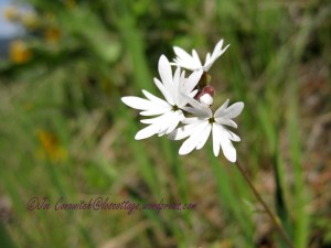 Smallflower Woodland Star