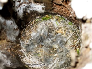 Chickadee Nest