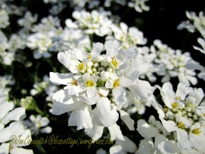Candytuft