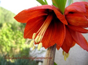 Crown Imperial