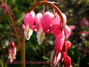 Bleeding Heart