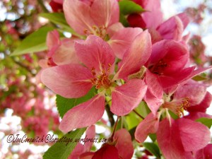 Crabapple