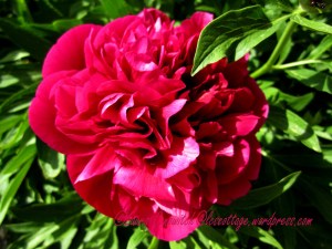 Peony