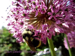 Allium