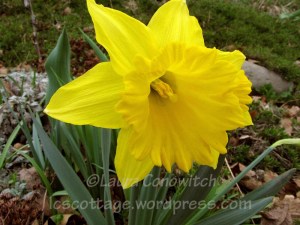 Daffodil