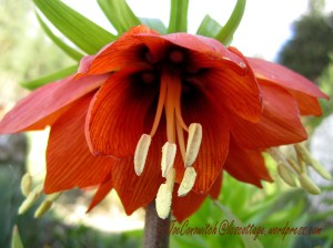 Crown Imperial