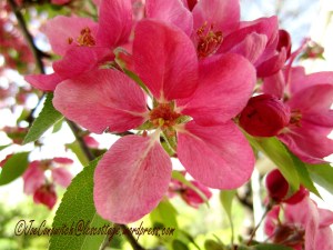 Crabapple