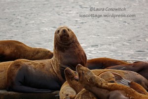 Alaska Harbor Dinner Cruise