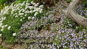Veronica Waterperry and Candytuft
