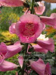 Foxglove