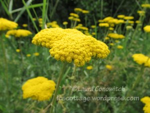 yarrow
