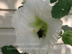 hollyhock