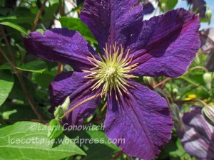 Clematis