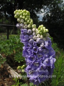 Delphinium