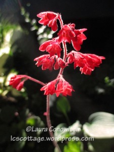 coral bell