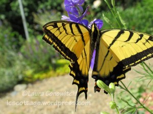 larkspur and butterfly