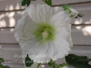 Hollyhock