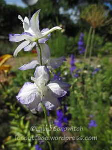 larkspur 