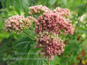 Joe Pye Weed